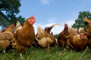 Pasture raised chickens feeding