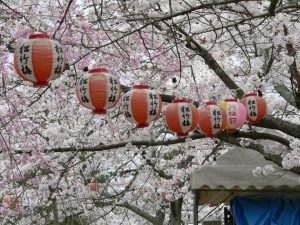Sakura Matsuri in Gion