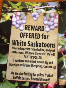 reward for Saskatoons