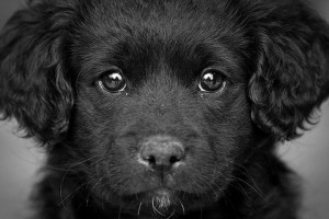 The black dog isn't so scary. It's part of many people's lives. 