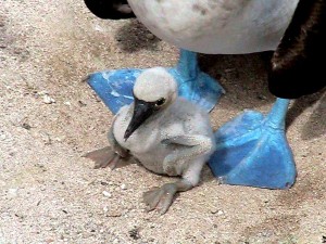 blue-footed-booby-with-chick