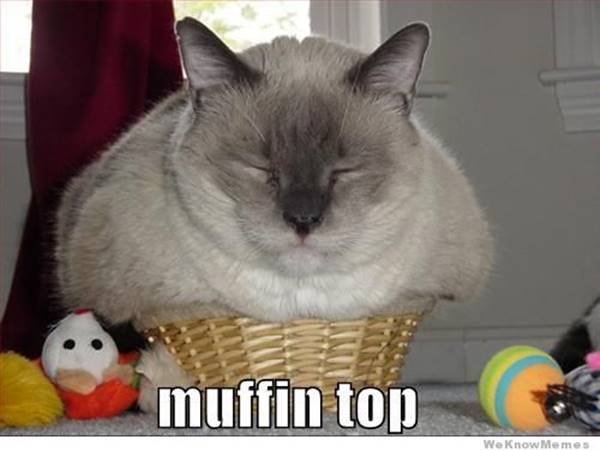 muffin-top-cat