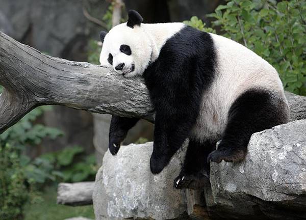 treasured-panda