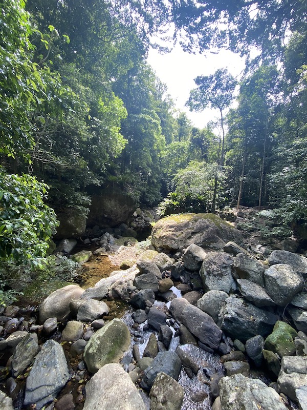 Minnamurra rainforest