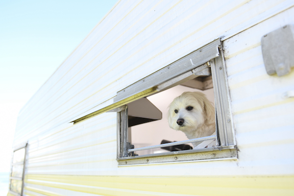 Pet-friendly camping made easy